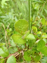 Salix aurita