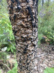 Banksia grandis