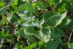 Brunnera sibirica