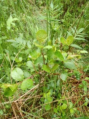 Salix aurita