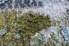 Melanohalea exasperatula