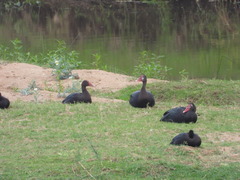 Plectropterus gambensis