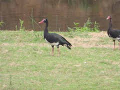 Plectropterus gambensis