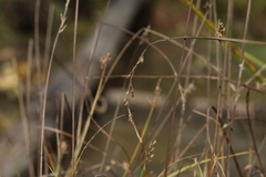 Carex appropinquata