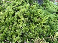 Thuidium tamariscinum