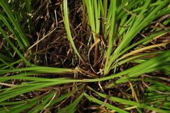 Carex appropinquata