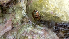 Chiton squamosus