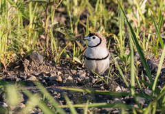 Stizoptera bichenovii