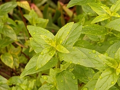 Mentha australis