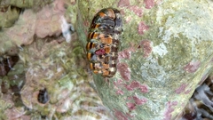 Chiton squamosus
