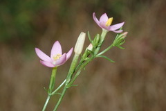 Centaurium pulchellum