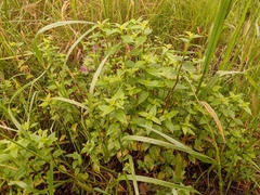 Mentha australis