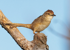 Cincloramphus timoriensis