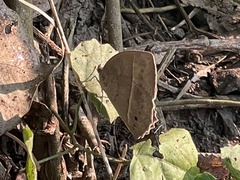 Mycalesis mineus
