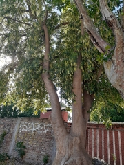 Phytolacca dioica