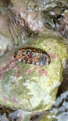 Chiton squamosus
