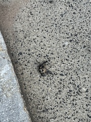 Poecile atricapillus