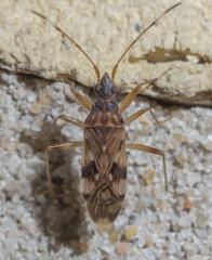 Ozophora picturata