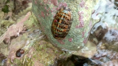 Chiton squamosus