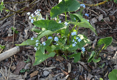 Brunnera sibirica