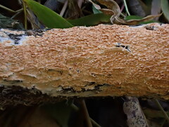 Basidioradulum radula