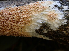 Basidioradulum radula