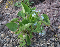 Brunnera sibirica