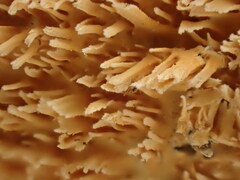 Basidioradulum radula