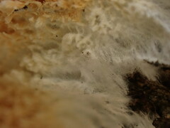 Basidioradulum radula