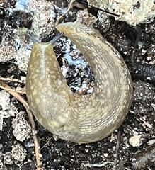 Limacus