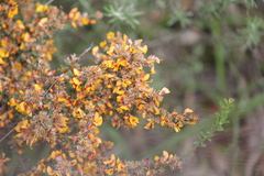 Pultenaea