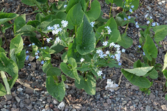 Brunnera sibirica