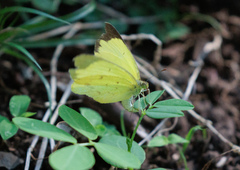 Eurema smilax