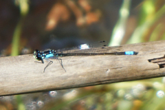Ischnura cervula