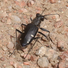 Cicindela granulata