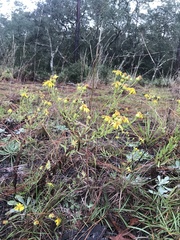 Chrysopsis scabrella