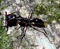 Odontomachus simillimus
