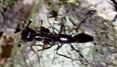 Odontomachus simillimus
