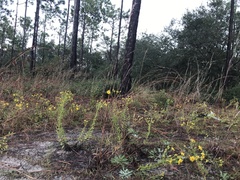 Chrysopsis scabrella