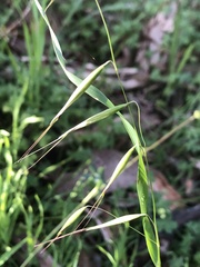 Avena barbata