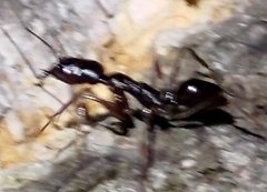 Odontomachus simillimus