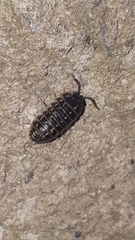 Armadillidium versicolor