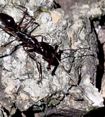 Odontomachus simillimus