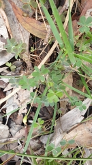 Oxalis perennans