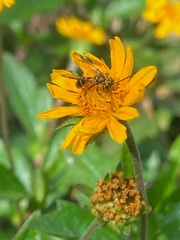 Neocorynura