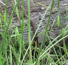 Pseudoxyrhophiidae