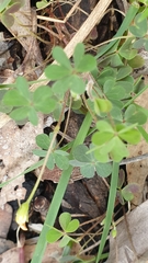 Oxalis perennans