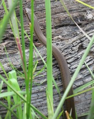Pseudoxyrhophiidae