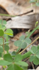 Oxalis perennans