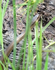 Pseudoxyrhophiidae